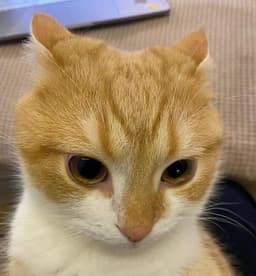느리