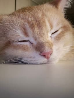 정시온